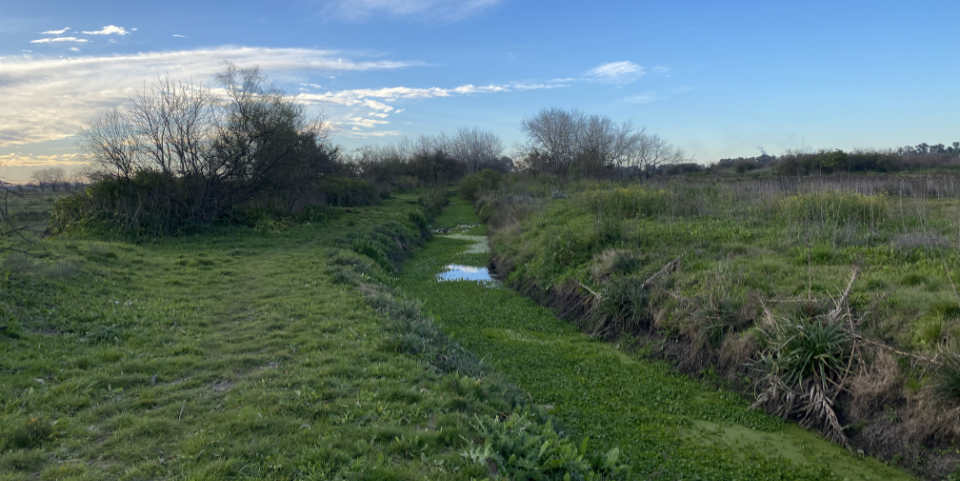 Las macrófitas sobre el arroyo